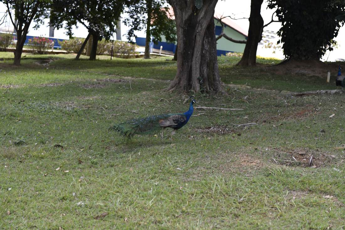 Fazendinha da Estância Bela Vida