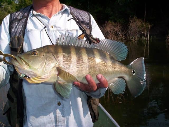 Tucunaré pescado na Estância Bela Vida